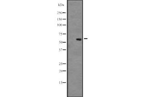 Western blot analysis of CLK3 expression in A431 whole cell lysate ,The lane on the left is treated with the antigen-specific peptide. (CLK3 anticorps  (Internal Region))