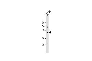 Anti-PTAFR Antibody (C-term) at 1:1000 dilution + A549 whole cell lysate Lysates/proteins at 20 μg per lane. (PTAFR anticorps  (C-Term))