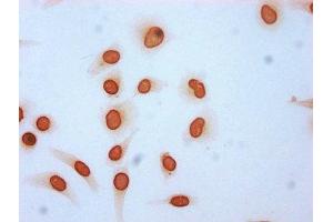 Immunocytochemistry analysis of ABIN7139150 diluted at 1:4 and staining in Hela cells (treated with 30mM sodium butyrate for 4h) performed on a Leica BondTM system. (HIST1H3A anticorps  (H3K115ac))