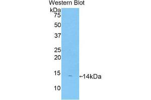 Western Blotting (WB) image for anti-Platelet Factor 4 (PF4) (AA 31-101) antibody (Biotin) (ABIN1172510) (PF4 anticorps  (AA 31-101) (Biotin))