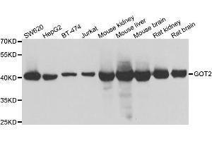 Western blot analysis of extracts of various cell lines, using GOT2 antibody. (GOT2 anticorps)