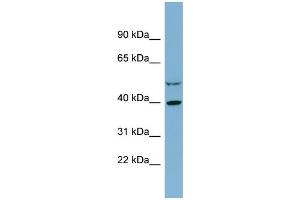 WB Suggested Anti-IDH3A  Antibody Titration: 0. (IDH3A anticorps  (Middle Region))