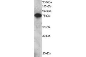 ABIN184884 staining (2µg/ml) of Daudi lysate (RIPA buffer, 30µg total protein per lane).