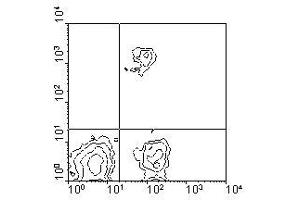 Image no. 1 for anti-CD8 (CD8) antibody (FITC) (ABIN135497)