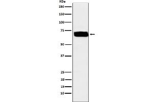 Western blot analysis of Poliovirus Receptor expression in U87-MG cell lysate. (Recombinant Poliovirus Receptor anticorps)