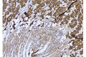 ABIN6277536 at 1/100 staining Human gastric tissue by IHC-P. (LTBR anticorps  (N-Term))