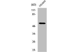 Western Blot analysis of HuvEc cells using ZNF682 Polyclonal Antibody (ZNF682 anticorps  (N-Term))
