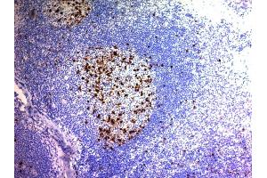 Formalin-fixed, paraffin-embedded human Tonsil stained with CD57 Monoclonal Antibody (NK/804). (CD57 anticorps)