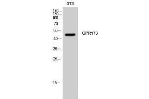 Western Blotting (WB) image for anti-G Protein-Coupled Receptor 173 (GPR173) (Internal Region) antibody (ABIN3175360) (GPR173 anticorps  (Internal Region))