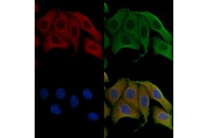 ABIN6256939 and ABIN6275335 staining Hela cells by IF/ICC. (OAT anticorps  (Internal Region))