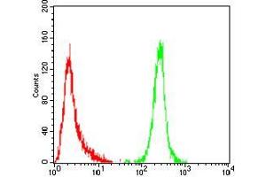 Flow cytometric analysis of Hela cells using ERBB4 mouse mAb (green) and negative control (red).