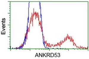 Image no. 4 for anti-Ankyrin Repeat Domain 53 (ANKRD53) (AA 1-300) antibody (ABIN1490718) (ANKRD53 anticorps  (AA 1-300))