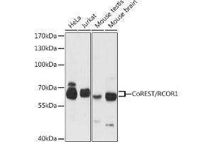 Western blot analysis of extracts of various cell lines, using CoREST/CoREST/RCOR1 antibody (ABIN6128626, ABIN6146830, ABIN6146831 and ABIN6216621) at 1:3000 dilution. (CoREST anticorps  (AA 256-485))