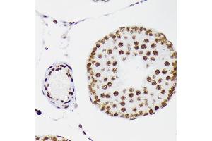 Immunohistochemistry of paraffin-embedded rat testis using DNA Ligase I Rabbit mAb (ABIN7268251) at dilution of 1:100 (40x lens).