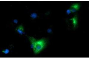 Anti-HP mouse monoclonal antibody (ABIN2453136) immunofluorescent staining of COS7 cells transiently transfected by pCMV6-ENTRY HP (RC223612). (Haptoglobin anticorps)