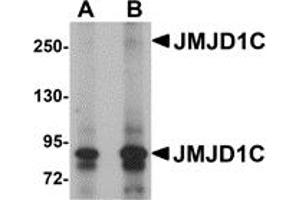 Western Blotting (WB) image for anti-Jumonji Domain Containing 1C (JMJD1C) (N-Term) antibody (ABIN1031424) (JMJD1C anticorps  (N-Term))