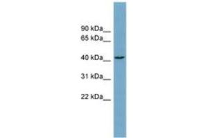 Image no. 1 for anti-DnaJ (Hsp40) Homolog, Subfamily C , Member 25 (DNAJC25) (AA 215-264) antibody (ABIN6743325) (DNAJC25 anticorps  (AA 215-264))