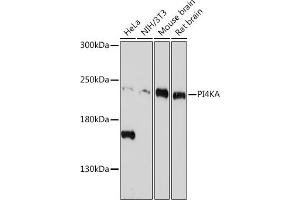 Western blot analysis of extracts of various cell lines, using PI4KA antibody (ABIN7269286) at 1:1000 dilution. (PI4KA anticorps)