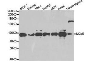 Western Blotting (WB) image for anti-Minichromosome Maintenance Complex Component 7 (MCM7) antibody (ABIN1873668) (MCM7 anticorps)