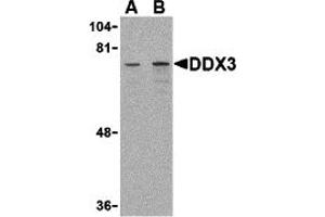 Western Blotting (WB) image for anti-DEAD (Asp-Glu-Ala-Asp) Box Polypeptide 3, X-Linked (DDX3X) (Middle Region) antibody (ABIN1030917) (DDX3X anticorps  (Middle Region))