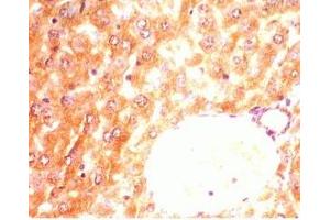 Mouse liver tissue was stained by anti-AdipoR2 (374-386) (Human) Antiserum (Adiponectin Receptor 2 anticorps  (AA 374-386))