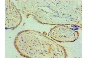 Immunohistochemistry of paraffin-embedded human placenta tissue using ABIN7147014 at dilution of 1:100