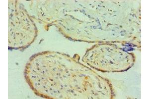 Immunohistochemistry of paraffin-embedded human placenta tissue using ABIN7147014 at dilution of 1:100 (Cathepsin K anticorps  (AA 115-329))