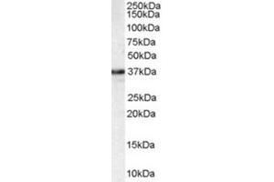 Western Blotting (WB) image for anti-N-Methylpurine-DNA Glycosylase (MPG) (C-Term) antibody (ABIN2465955) (MPG anticorps  (C-Term))