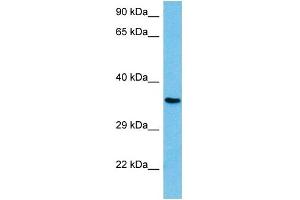 Host:  Mouse  Target Name:  NFYC  Sample Tissue:  Mouse Brain  Antibody Dilution:  1ug/ml