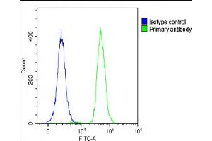 Overlay histogram showing A431 cells stained with (ABIN6244134 and ABIN6578800)(green line).