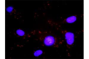 Proximity Ligation Analysis of protein-protein interactions between CXCR5 and GNAI2.