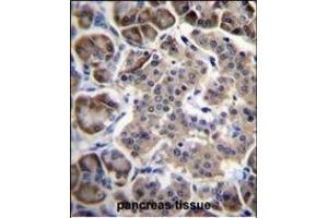 RPL15 Antibody (N-term) (ABIN656699 and ABIN2845932) immunohistochemistry analysis in formalin fixed and paraffin embedded human pancreas tissue followed by peroxidase conjugation of the secondary antibody and DAB staining. (RPL15 anticorps  (N-Term))