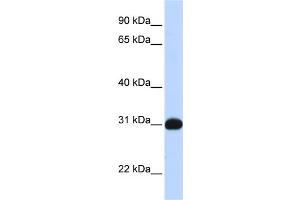 WB Suggested Anti-NR0B2 Antibody Titration:  0. (NR0B2 anticorps  (N-Term))