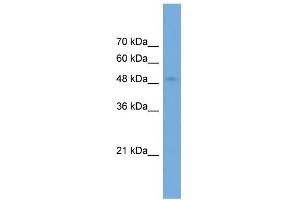 WB Suggested Anti-NPTX2 Antibody Titration: 0. (NPTX2 anticorps  (Middle Region))
