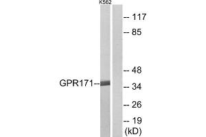 Western blot analysis of extracts from K562 cells, using GPR171 antibody. (GPR171 anticorps  (Internal Region))