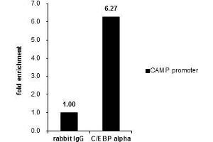ChIP Image Cross-linked ChIP was performed with A549 chromatin extract and 5 μg of either control rabbit IgG or anti-C/EBP alpha antibody.