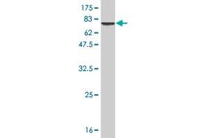 Western Blot detection against Immunogen (68.