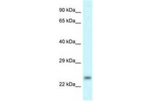 Image no. 1 for anti-rho Family GTPase 1 (RND1) (C-Term) antibody (ABIN6747628) (RND1 anticorps  (C-Term))
