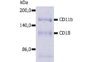 Immunoprecipitation of human CD11b/CD18 heterodimer from the lysate of washed PBMC isolated from healthy donor. (CD11b anticorps  (FITC))