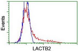HEK293T cells transfected with either RC201465 overexpress plasmid (Red) or empty vector control plasmid (Blue) were immunostained by anti-LACTB2 antibody (ABIN2454345), and then analyzed by flow cytometry. (LACTB2 anticorps)