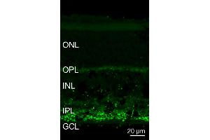 Indirect immunostaining of a PFA fixed mouse retina section (dilution 1 : 5000).