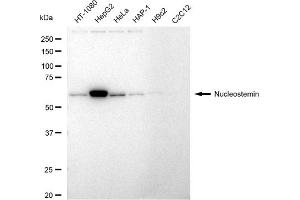 Western blotting analysis using Nucleostemin antibody (ABIN7798821).
