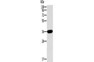 Western Blotting (WB) image for anti-Intelectin 1 (Galactofuranose Binding) (ITLN1) antibody (ABIN2430327) (ITLN1/Omentin anticorps)