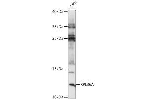 Western blot analysis of extracts of 293T cells, using RPL36A antibody (ABIN7270006) at 1:1000 dilution. (RPL36A anticorps  (AA 37-142))