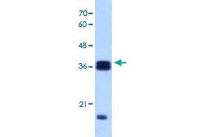 Western Blot analysis of Raji cell lysate with HNRNPH3 polyclonal antibody  at 1 ug/mL working concentration. (HNRNPH3 anticorps  (N-Term))