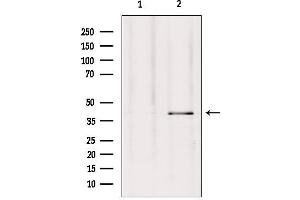 Western blot analysis of extracts from Hepg2, using GPR27 Antibody.