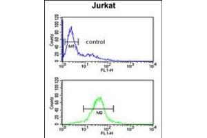 Flow cytometric analysis of Jurkat cells (bottom histogram) compared to a negative control cell (top histogram). (R-Spondin 4 anticorps  (C-Term))