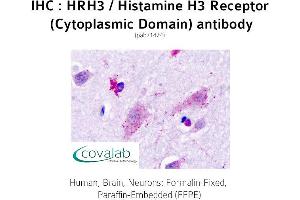Image no. 1 for anti-Histamine Receptor H3 (HRH3) (2nd Cytoplasmic Domain) antibody (ABIN1735574) (HRH3 anticorps  (2nd Cytoplasmic Domain))