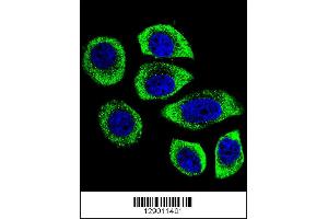 Confocal immunofluorescent analysis of PIP5KL1 Antibody with U-251MG cell followed by Alexa Fluor 488-conjugated goat anti-rabbit lgG (green). (PIP5KL1 anticorps  (N-Term))