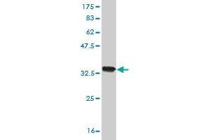 Western Blot detection against Immunogen (34.
